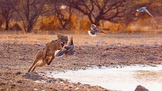 Wild Dogs Battle For Food | Dogs In The Wild: Meet The Family | BBC Earth