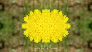 Sonchus asper (mirroring)