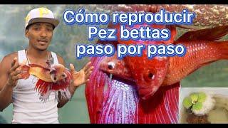 Cómo reproducir pez betta paso por paso