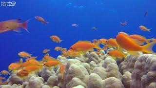 Dahab Undersea