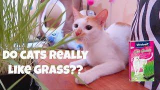 MY KITTEN'S REACTION TO CATGRASS | Puspin Maui Boy