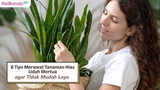 6 Tips Merawat Tanaman Hias Lidah Mertua agar Tidak Mudah Layu