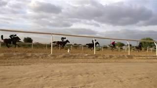 Cat Watching: Horses Training