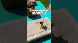 Выход МАТКИ. #пчеловодство #роеловство #пасека #матководство #пчелы