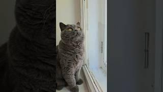 Кот Тимофей