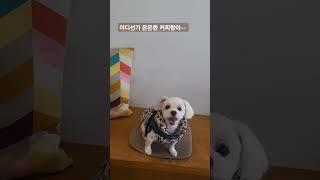 케빈아 cafe가 그렇게 좋아?#케빈 #강아지일상 #강아지브이로그 #cutedog