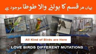 Birds and Pet Shop in Karachi | All Kind of Parrots, Finches, Dove, Rabbits and Cats are Here