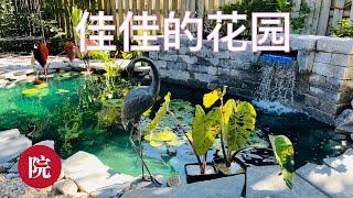 【彬彬有院】花 • 939佳佳的美丽花园之二，自己动手建造小池塘，院子更美丽/去年大家都和我一起看过佳佳的美丽花园，今年他们自己动手挖了一个小池塘