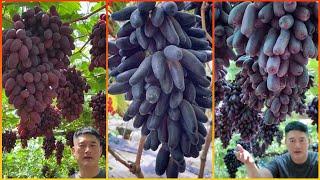 Colorful China Finger Grapes Garden - Famous and Expensive Grape Harvest - China Grape Farm