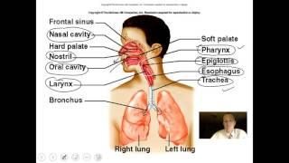 Animal Respiratory System