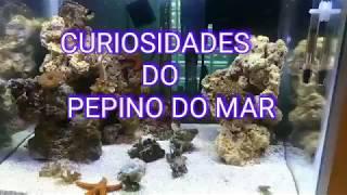 Pepino do mar ( curiosidades e benefícios )