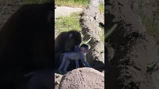 Scarlett and baby Ruby  the Mandrills  #fortworthzoo