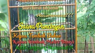 Suara Pancingan KAPAS TEMBAK Bahan dan KAPAS TEMBAK Males bunyi, AUTO Langsung Nyauuuut.