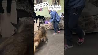 Слепая Джесси и волейбол  #деревенскаяжизнь #семья #дом #собаки #dog