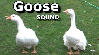 Goose Sounds  ~ The Sound a Goose Makes ~ Learn Animal & Bird Sounds