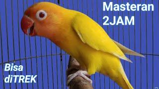 masteran lovebird 2 HOURS ... fishing labet opponents long cries proved JITU