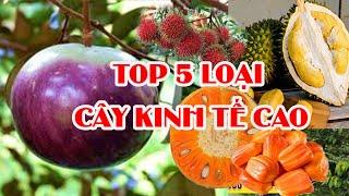 5 LOẠI CÂY ĐÁNG TRỒNG KINH TẾ CAO | SIÊU THỊ CÂY GIỐNG WELOFARM