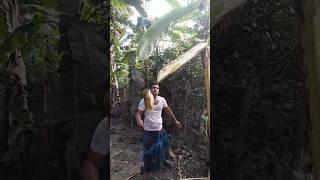 Cut the banana tree. have fun #vairal #trending #banana #agro #cut #mixedagro