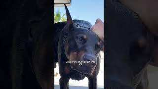 My Doberman gets this way after bath  #doberman #dog #funnydogs