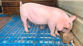 The pig seedlings weighing 10kg have been raised to 50kg. This time they are ill again. Is there an