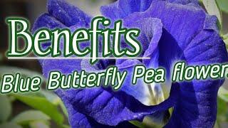 Health benefits of Blue Butterfly Pea flowers | Clitoria Ternatea | Herbal