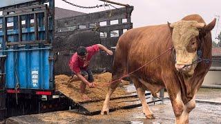 BONGKAR SAPI RAKSASA KONTES LAMPUNG, terjang hujan deras 