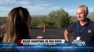 Black bear spotted in Rio Rico