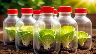 before planting cabbage, check out this plastic bottle trick. You will have a rich harvest!