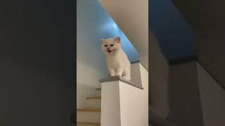 cat video#cat #catfancy#cutecat#nicecat