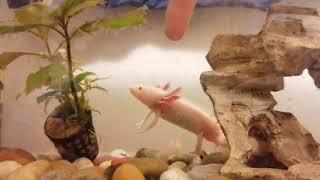 Axolotl attack