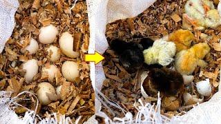 Boy HATCHED Chicks In WOODEN CHIPS without any Egg Incubator - World's First chicks HATCH In chips