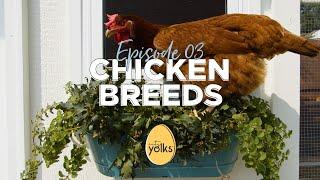 Best Chicken Breeds for Beginners | YolkTube by City Yolks