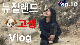 [ep.10] 집 나가면 개고생..~ 온갖 고생이란 고생은 다 한 뉴질랜드 남섬 여행 vlog