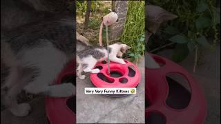 Very Very Funny and Cute Kittens  #funny #shorts #cat lover #viral