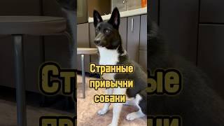 Странные привычки собаки  #питомцы #щенок #собака #dog #puppy