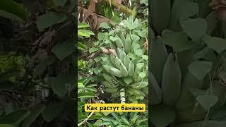 Как растут бананы?