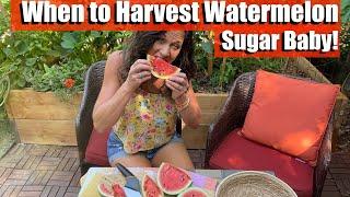 When to Harvest Sugar Baby Watermelon - the Most Important Clue! 