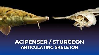 PROSES ARTICULATING SKELETON STURGEON