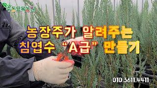 놀거리 인생2막 / 농장주가 알려주는 침엽수(블루엔젤, 문그로우, 블루에로우, 에메랄드그린) 식재 1년후 외목대 수형으로 A급 침엽수로 키우기