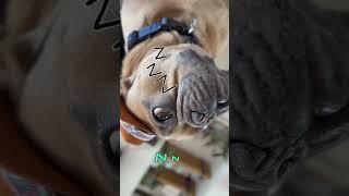 The song of the Frenchies   #frenchiegang #dog #frenchbulldog #frenchiesquad #frenchie