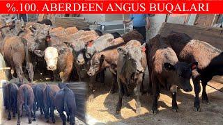 %.100. ABERDEEN ANGUS BUQA ISHQIVOZLARI BORMI998259999