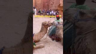 Camels' Love#shorts #love #life #camels  #petra #jordan #любовь