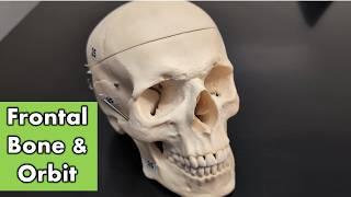 Frontal Bone, Orbit, and Cranial Fossas