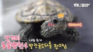 Animal Hospital for Tiny Animals 4 : Balkan Pond Turtle Rangi