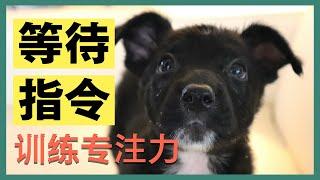 专业训犬师的秘密--每只狗狗都该学会的默认行为训练