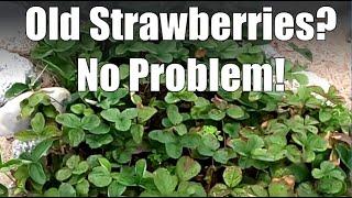 What to Do with Old Strawberry Plants