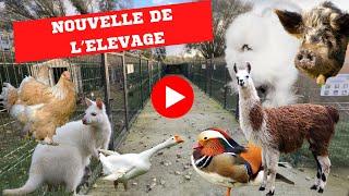NOUVELLE DE L’ÉLEVAGE AU COMPLET !