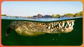 Divers Explore Dangerous Never Seen Before Crocodile Caves | Crocodile Labyrinth | Real Wild