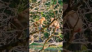 Hak Han MDJ Enjoy Watching Abandon Baby Monkey - Daily Wildlife Monkey #Lucie #Leo #Rainbow #Jovi