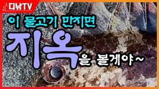 이 물고기 절대 만지지 마세요! 지옥을 보게 됩니다 [디낚TV]